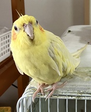 こころみたすペット思い出セレモニーにて葬儀したペットちゃん | ゴンくん