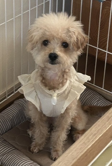 こころみたすペット思い出セレモニーにて葬儀したペットちゃん | ミルクちゃん