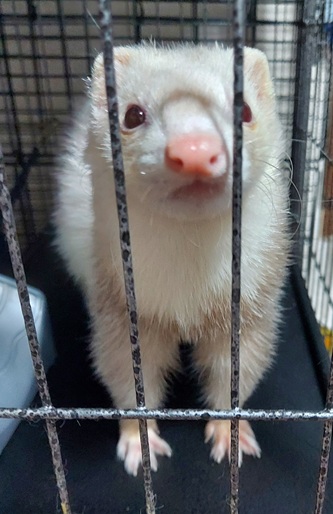 こころみたすペット思い出セレモニーにて葬儀したペットちゃん | メイちゃん