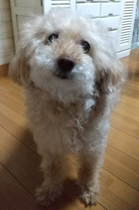 こころみたすペット思い出セレモニーにて葬儀したペットちゃん | ファニーくん