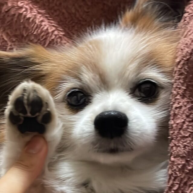 こころみたすペット思い出セレモニーにて葬儀したペットちゃん | トトくん