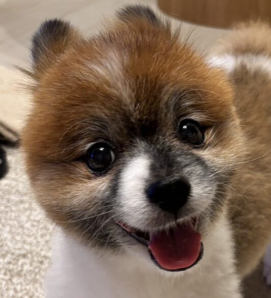 こころみたすペット思い出セレモニーにて葬儀したペットちゃん | マーブルくん