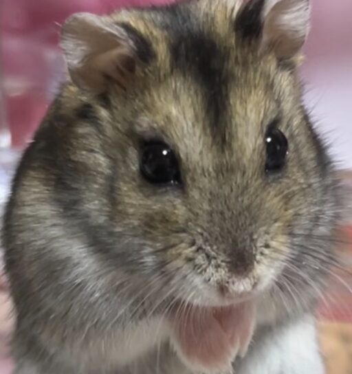 こころみたすペット思い出セレモニーにて葬儀したペットちゃん | みるちゃん