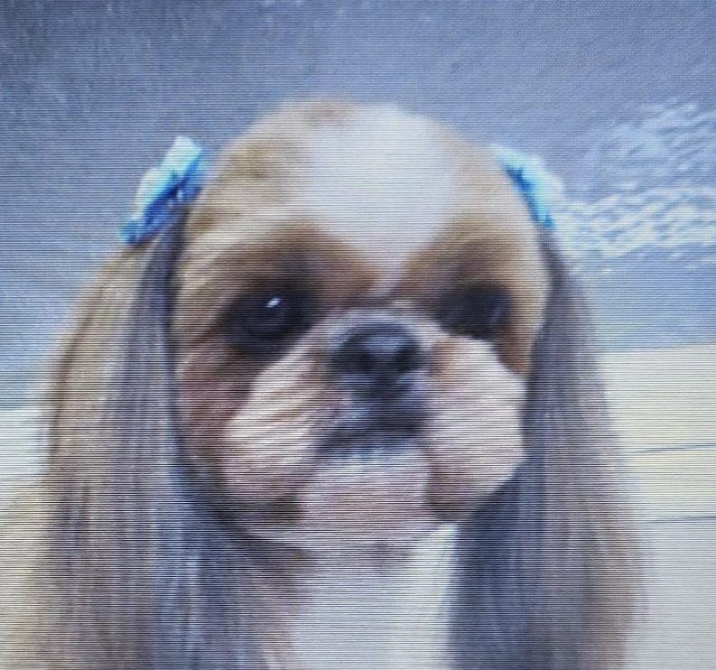 こころみたすペット思い出セレモニーにて葬儀したペットちゃん | リョウくん