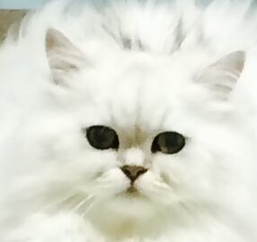 こころみたすペット思い出セレモニーにて葬儀したペットちゃん | ティファくん