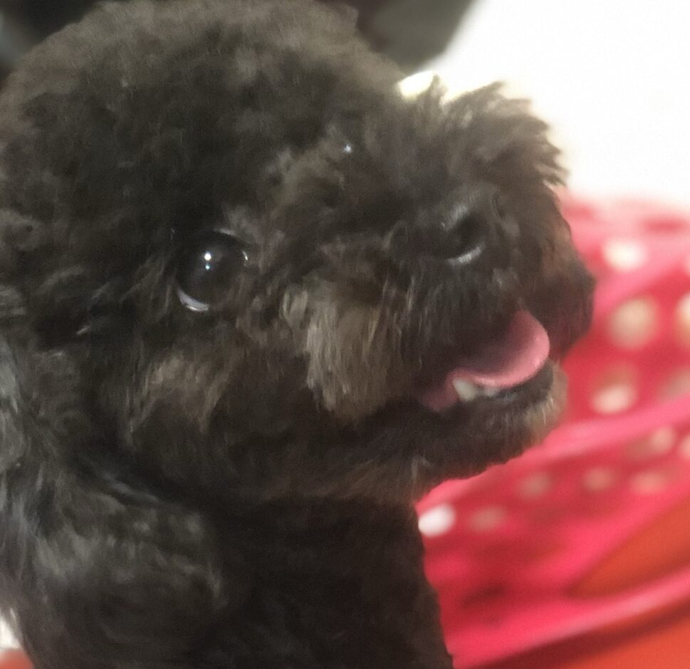 こころみたすペット思い出セレモニーにて葬儀したペットちゃん | 楓ちゃん