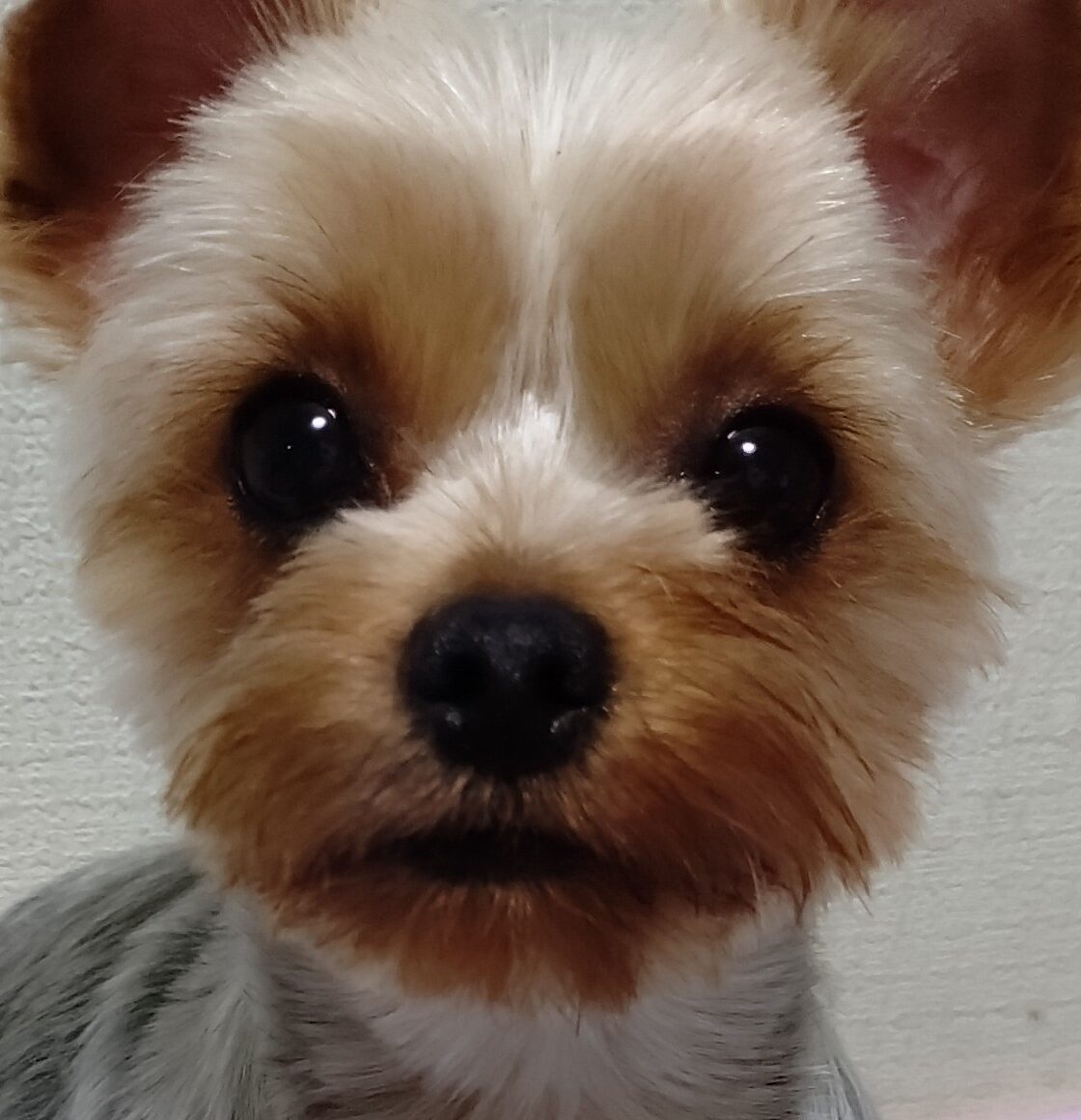 こころみたすペット思い出セレモニーにて葬儀したペットちゃん | ちょこちゃん
