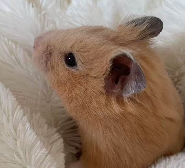 こころみたすペット思い出セレモニーにて葬儀したペットちゃん | ちょこくん