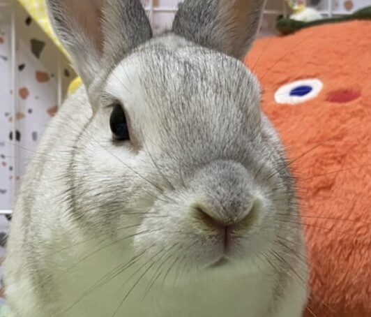 こころみたすペット思い出セレモニーにて葬儀したペットちゃん | バニラくん