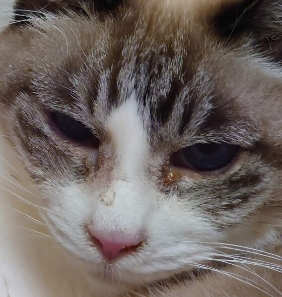 こころみたすペット思い出セレモニーにて葬儀したペットちゃん | こなつちゃん