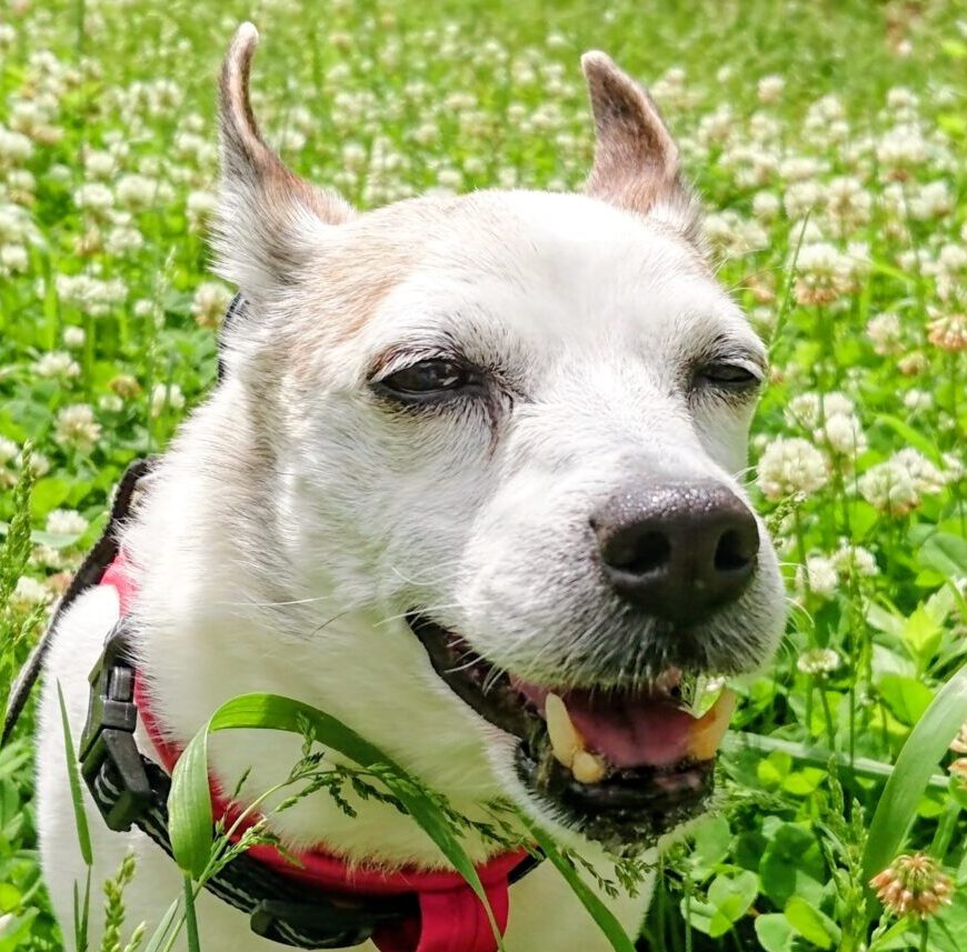 こころみたすペット思い出セレモニーにて葬儀したペットちゃん | まごめちゃん