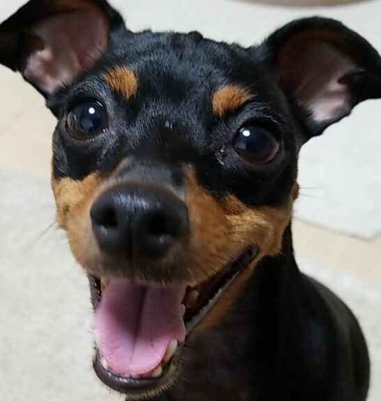 こころみたすペット思い出セレモニーにて葬儀したペットちゃん | ハンちゃん