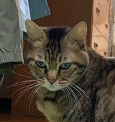 こころみたすペット思い出セレモニーにて葬儀したペットちゃん | メイちゃん