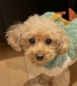 こころみたすペット思い出セレモニーにて葬儀したペットちゃん | さくらちゃん