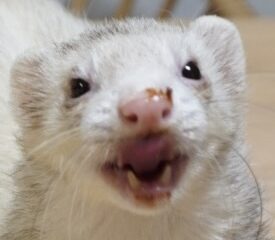 こころみたすペット思い出セレモニーにて葬儀したペットちゃん | コハクちゃん