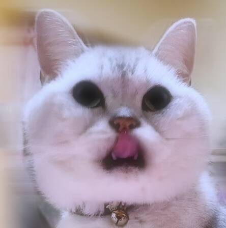 こころみたすペット思い出セレモニーにて葬儀したペットちゃん | おーちゃん