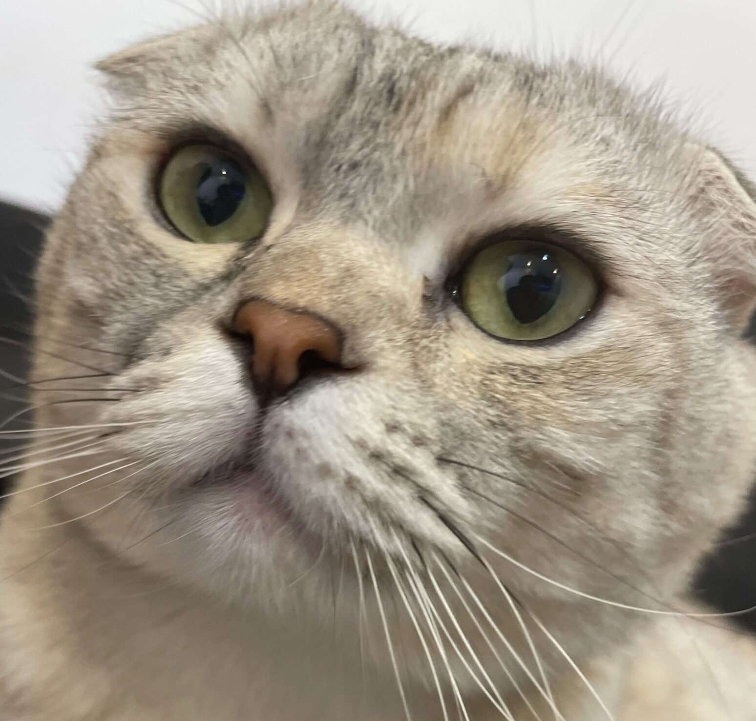 こころみたすペット思い出セレモニーにて葬儀したペットちゃん | とらちゃん