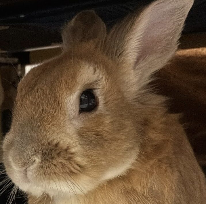 こころみたすペット思い出セレモニーにて葬儀したペットちゃん | クーくん