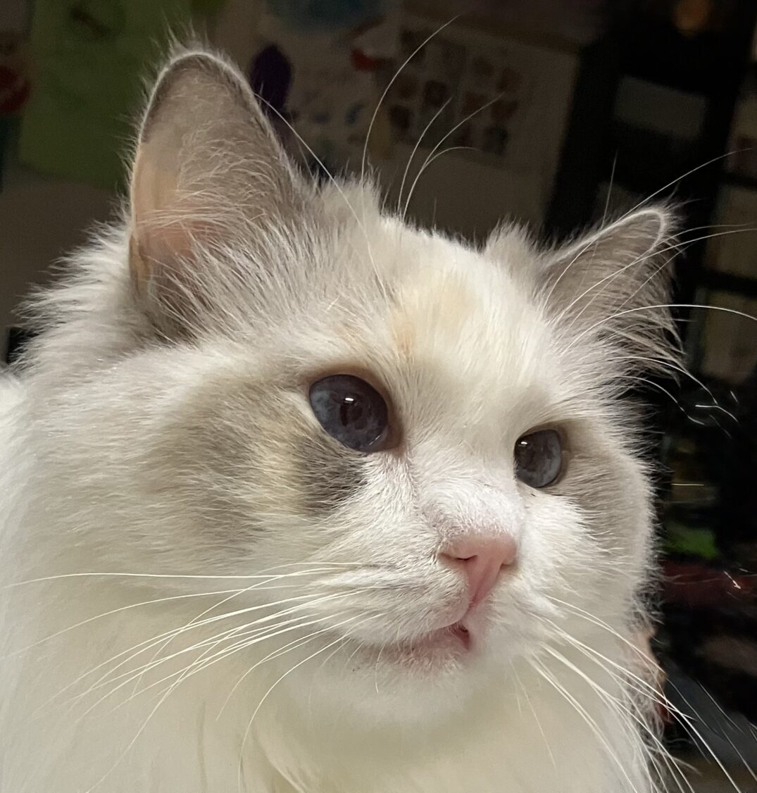 こころみたすペット思い出セレモニーにて葬儀したペットちゃん | ももちゃん