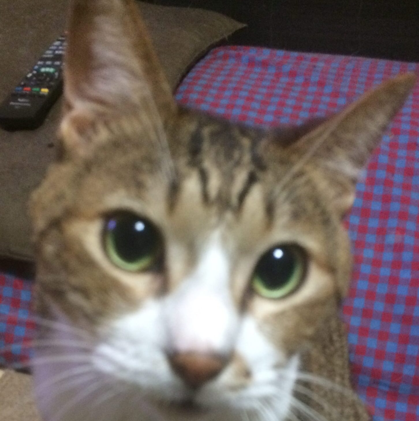 こころみたすペット思い出セレモニーにて葬儀したペットちゃん | マメくん