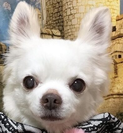 こころみたすペット思い出セレモニーにて葬儀したペットちゃん | アイちゃん