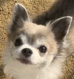 こころみたすペット思い出セレモニーにて葬儀したペットちゃん | かいじくん