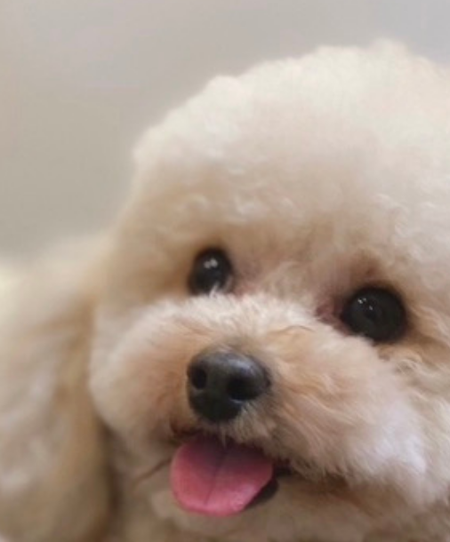 こころみたすペット思い出セレモニーにて葬儀したペットちゃん | レオンくん
