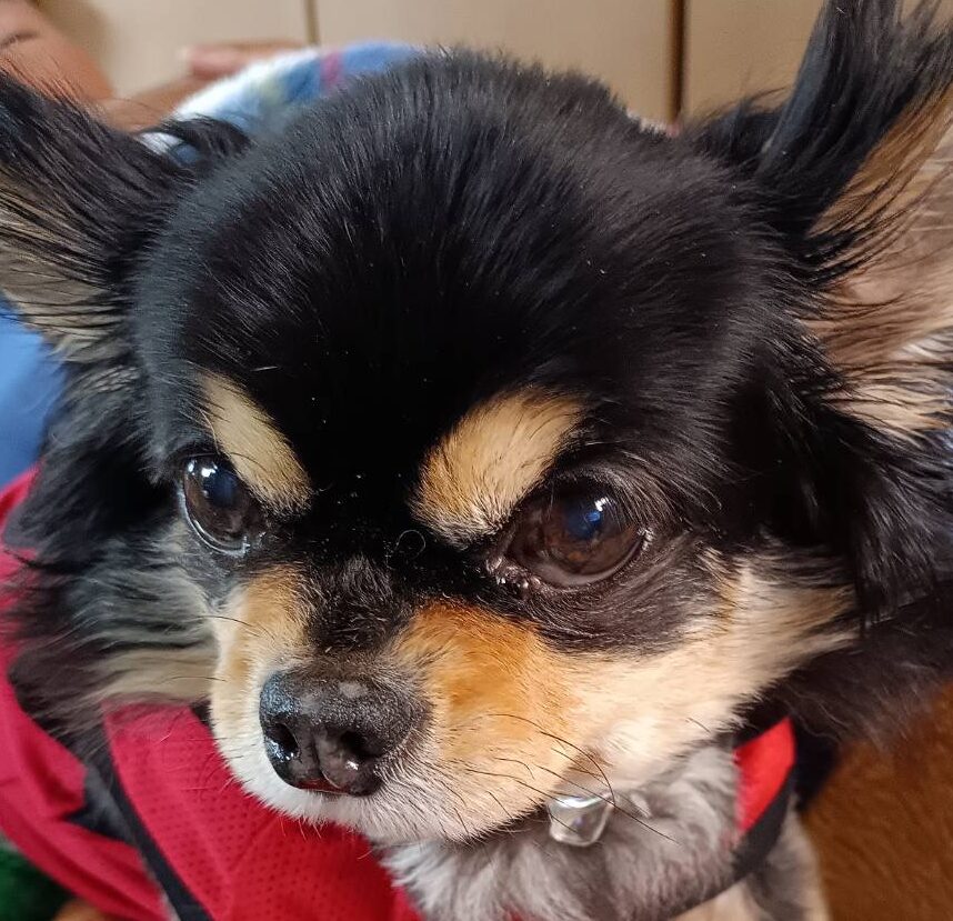 こころみたすペット思い出セレモニーにて葬儀したペットちゃん | 光ちゃん