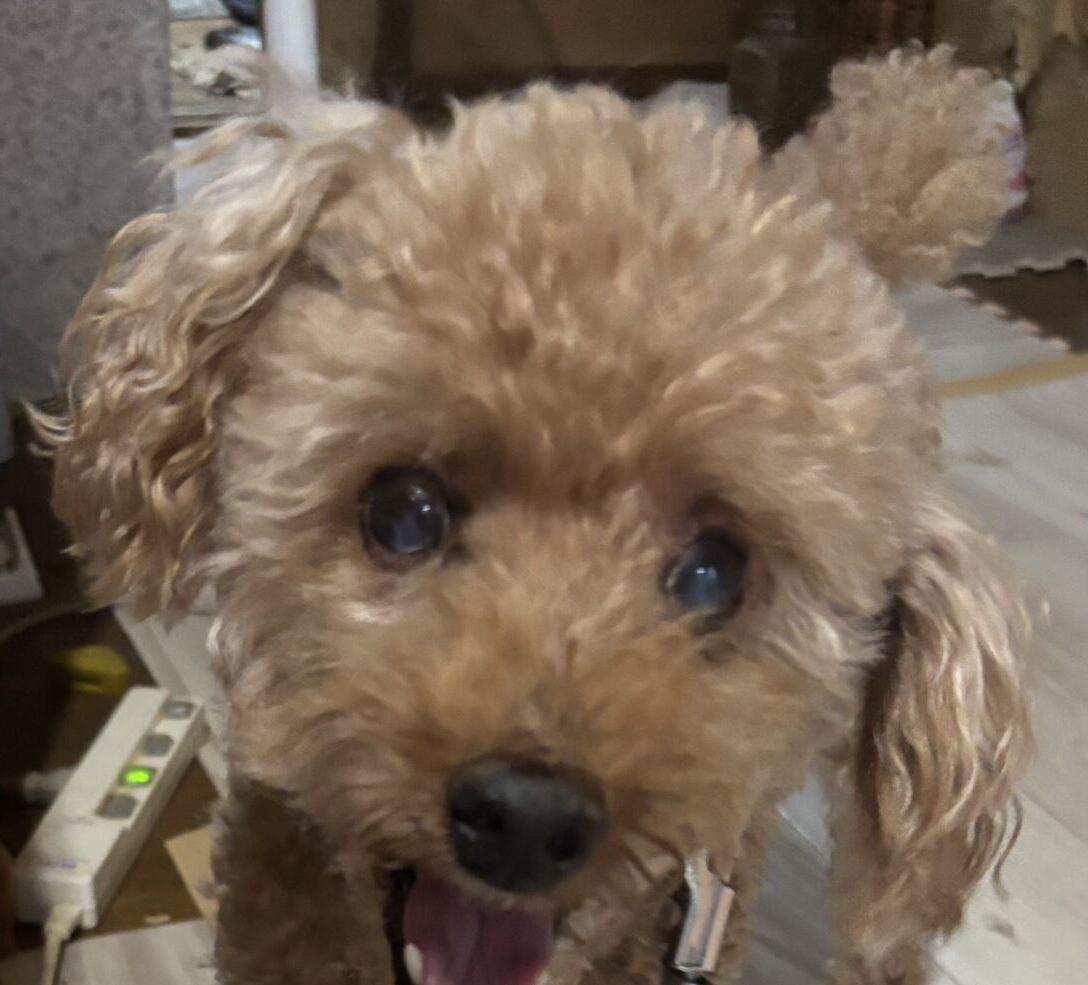 こころみたすペット思い出セレモニーにて葬儀したペットちゃん | ココくん