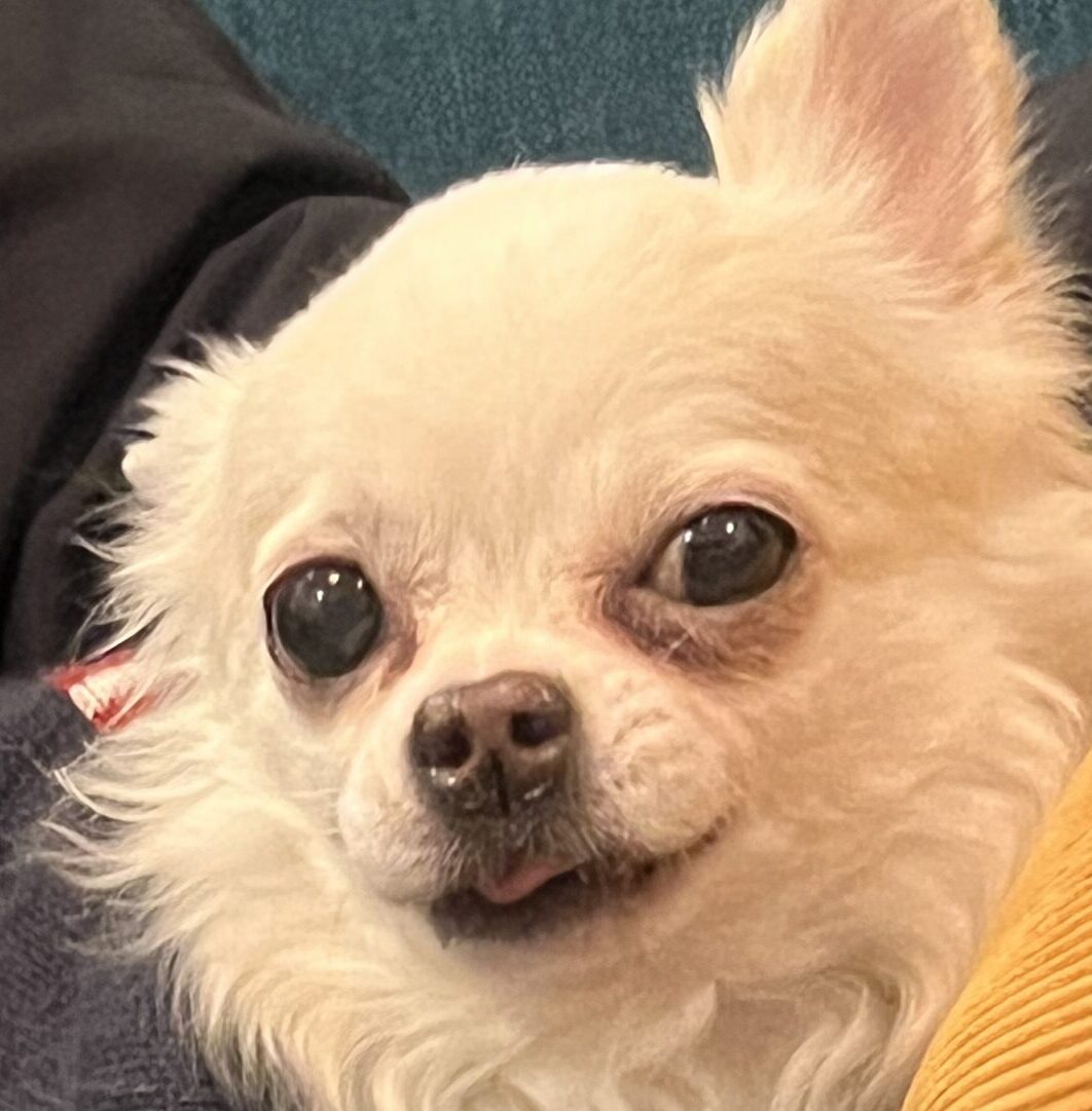 こころみたすペット思い出セレモニーにて葬儀したペットちゃん | フウマくん