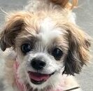 こころみたすペット思い出セレモニーにて葬儀したペットちゃん | キャンディちゃん
