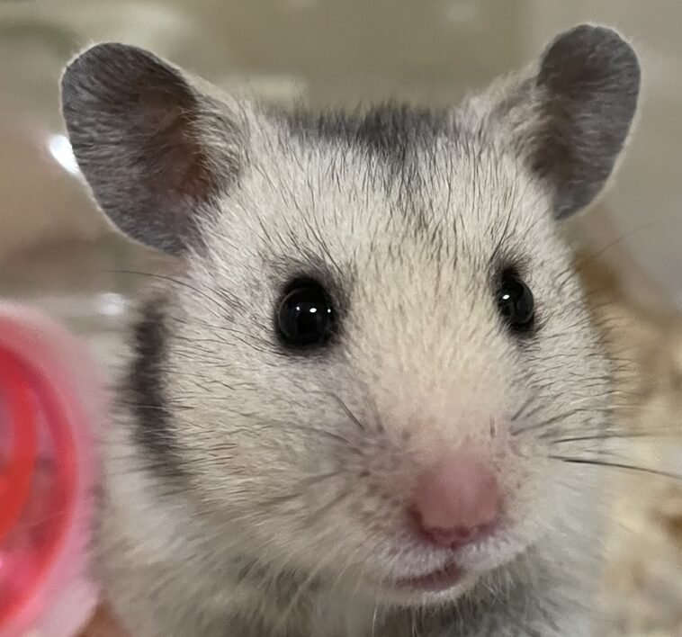 こころみたすペット思い出セレモニーにて葬儀したペットちゃん | コハクちゃん