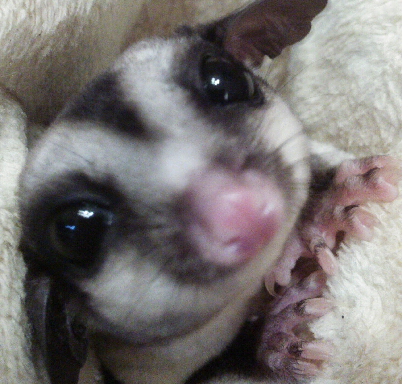 こころみたすペット思い出セレモニーにて葬儀したペットちゃん | ぽこちゃん