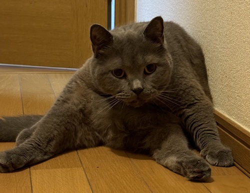 こころみたすペット思い出セレモニーにて葬儀したペットちゃん | こてつくん