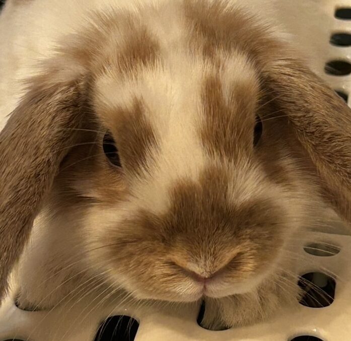 こころみたすペット思い出セレモニーにて葬儀したペットちゃん | チちゃん