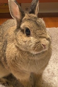 こころみたすペット思い出セレモニーにて葬儀したペットちゃん | ももちゃん