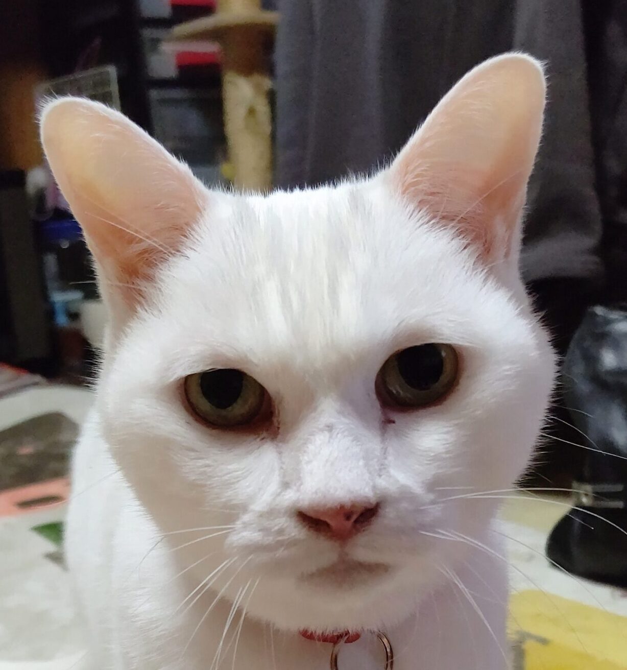 こころみたすペット思い出セレモニーにて葬儀したペットちゃん | みるくちゃん