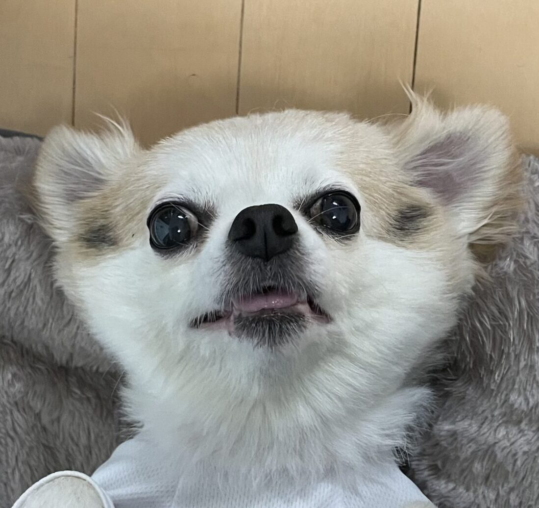 こころみたすペット思い出セレモニーにて葬儀したペットちゃん | ゼンくん