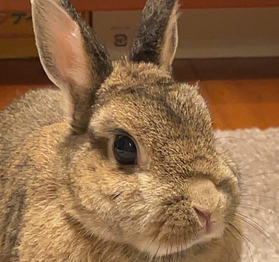 こころみたすペット思い出セレモニーにて葬儀したペットちゃん | ももちゃん