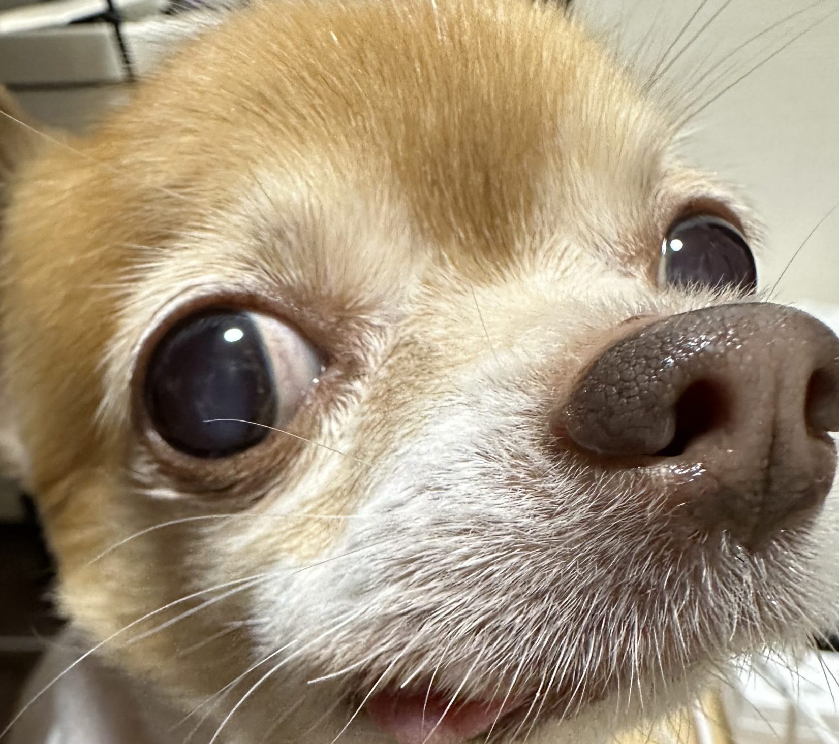 こころみたすペット思い出セレモニーにて葬儀したペットちゃん | チワちゃん