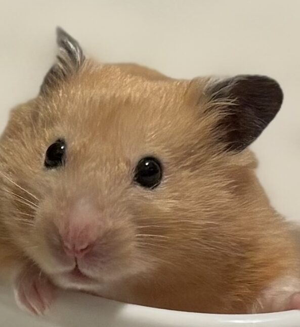 こころみたすペット思い出セレモニーにて葬儀したペットちゃん | たなかくん