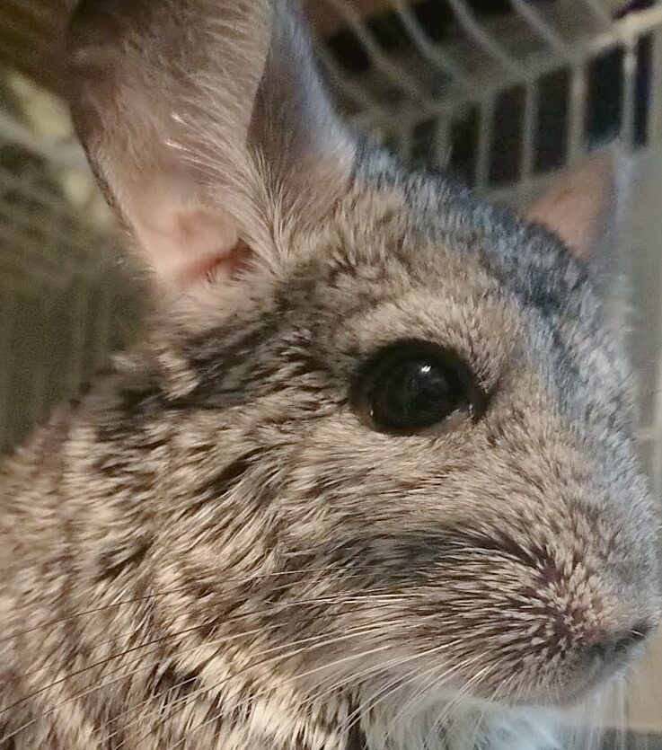 こころみたすペット思い出セレモニーにて葬儀したペットちゃん | 豆太福くん