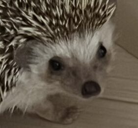 こころみたすペット思い出セレモニーにて葬儀したペットちゃん | モモちゃん