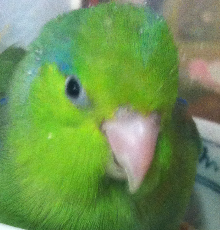 こころみたすペット思い出セレモニーにて葬儀したペットちゃん | ピーティーくん