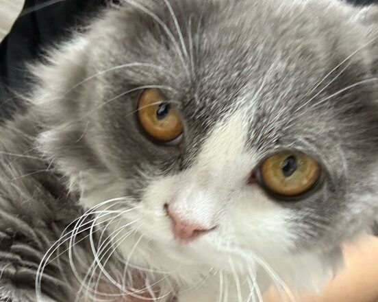 こころみたすペット思い出セレモニーにて葬儀したペットちゃん | すいくん