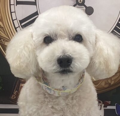 こころみたすペット思い出セレモニーにて葬儀したペットちゃん | コロンちゃん