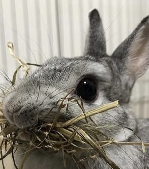 アッシュちゃん | こころみたす ペット思い出セレモニー