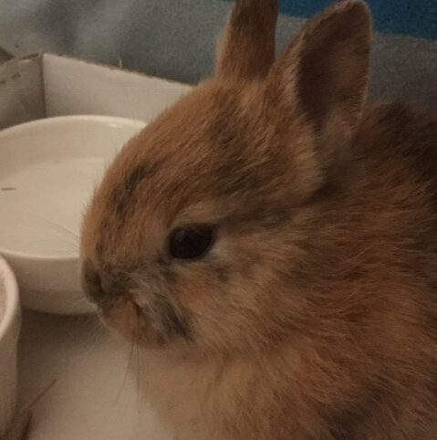 こころみたすペット思い出セレモニーにて葬儀したペットちゃん | ももちゃん