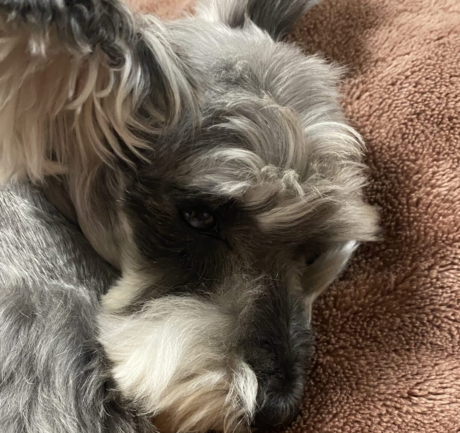 こころみたすペット思い出セレモニーにて葬儀したペットちゃん | クーちゃん