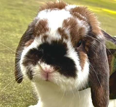 こころみたすペット思い出セレモニーにて葬儀したペットちゃん | モカくん